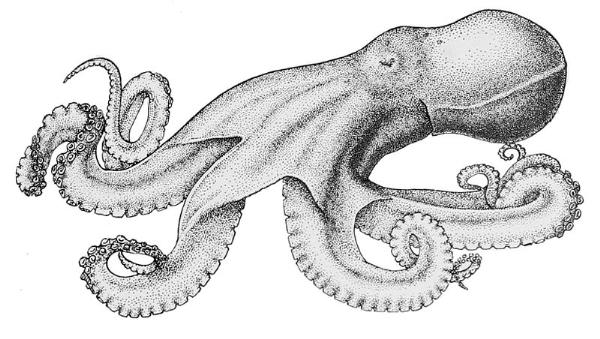 Photo of Benthoctopus leioderma by Public Domain